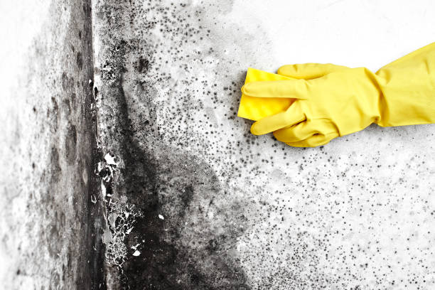 Best Black Mold Removal  in Albany, GA
