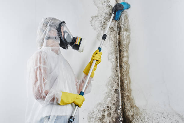 Best Attic Mold Removal  in Albany, GA