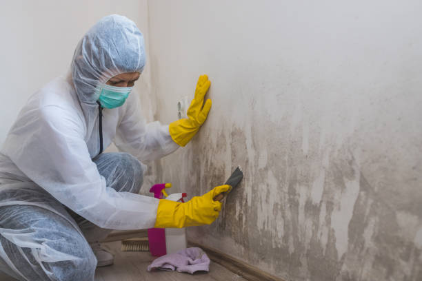 Mold Testing and Removal in Albany, GA