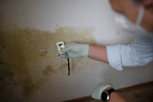 Best Black Mold Removal  in Albany, GA