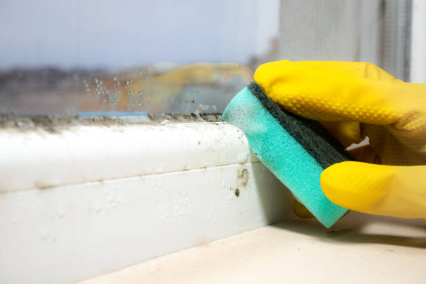 Office Mold Removal Services in Albany, GA