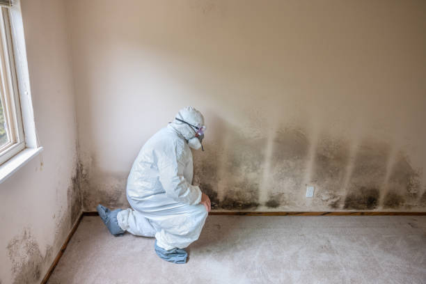 Trusted Albany, GA Mold Removal Experts
