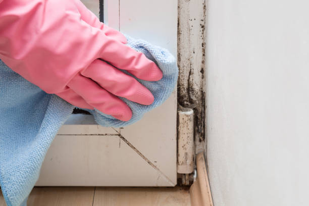 Best Toxic Mold Removal  in Albany, GA